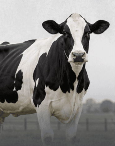 Vaca de leite preta e branca
