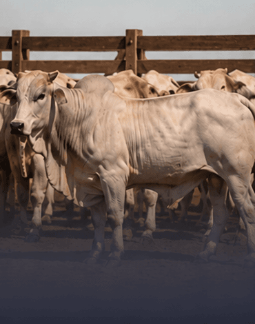 Lote de gado PO no curral