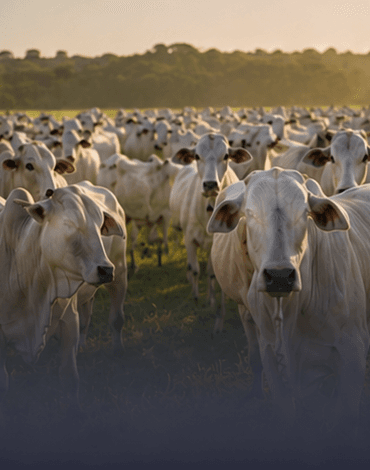 Lote de gado de 12 a 24 meses em campo