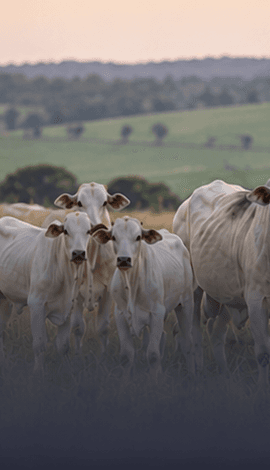 Lote de gado acima de 24 meses