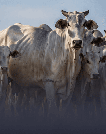 Lote de vacada matriz em pasto